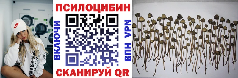сайты даркнета наркотические препараты как найти закладки Чита Псилоцибиновые грибы Psilocybine cubensis